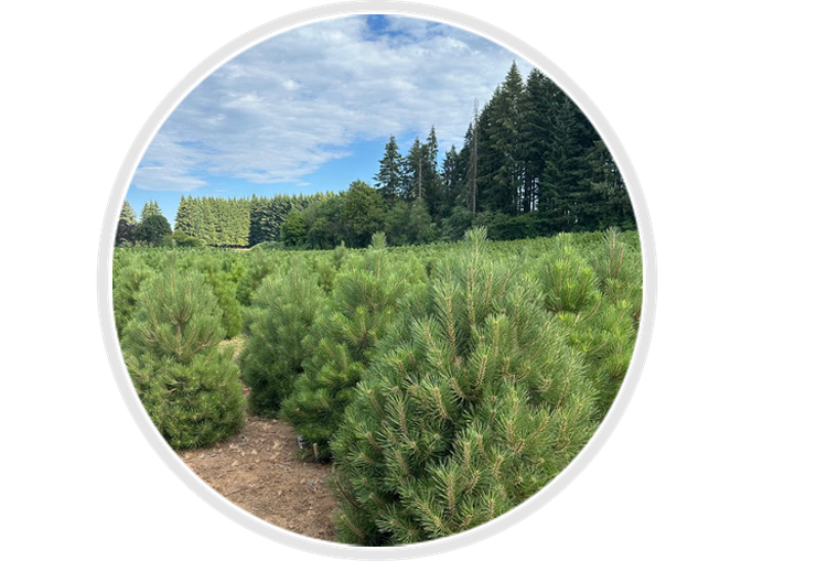 Field of evergreens
